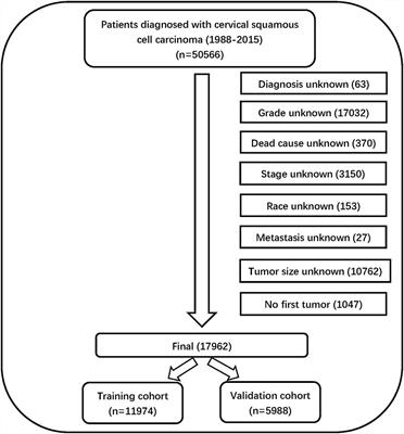 Prognostic Model for Predicting Overall and Cancer-Specific Survival Among Patients With Cervical Squamous Cell Carcinoma: A SEER Based Study